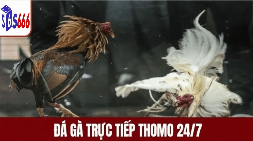 tham gia đá gà thomo hôm nay tại S66